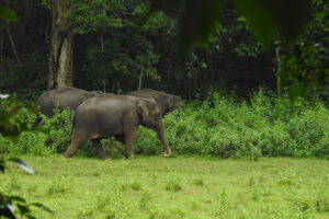 वायनाड मानसून में घूमने की सबसे अच्छी जगह |Wayanad Mansoon Me Ghoomne Ki Sabse Achchhi Jagah