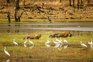 इस मानसून में भारत में घूमने के लिए 5 रोचक टाइगर सफारी|Is Mansoon Me Bharat Me Ghoomne Ke Liye 5 Rochak Tiger Safari