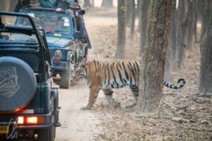 इस मानसून में भारत में घूमने के लिए 5 रोचक टाइगर सफारी|Is Mansoon Me Bharat Me Ghoomne Ke Liye 5 Rochak Tiger Safari