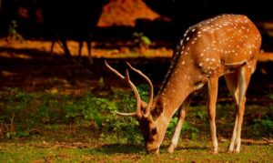 इस मानसून में भारत में घूमने के लिए 5 रोचक टाइगर सफारी|Is Mansoon Me Bharat Me Ghoomne Ke Liye 5 Rochak Tiger Safari