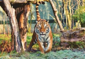 इस मानसून में भारत में घूमने के लिए 5 रोचक टाइगर सफारी|Is Mansoon Me Bharat Me Ghoomne Ke Liye 5 Rochak Tiger Safari