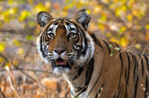 इस मानसून में भारत में घूमने के लिए 5 रोचक टाइगर सफारी|Is Mansoon Me Bharat Me Ghoomne Ke Liye 5 Rochak Tiger Safari