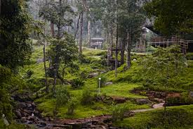 Maanasoon mein Coorg Ghoomne Ki Poori Gaid Jharanon, Hariyaali aur Shaanti Ka Sangam