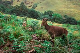 Baadalon ke Shahar Munnar Ki Baarish Bhari Vaadiyaan Ek Maanasooni Safaranaama 2025