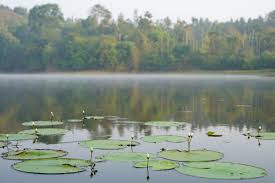Maanasoon mein Coorg Ghoomne Ki Poori Gaid Jharanon, Hariyaali aur Shaanti Ka Sangam