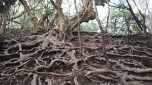 Kodaikanal Mansoon Adventure Tamil Nadu Ka Badalon Main Basa Khazana 2025