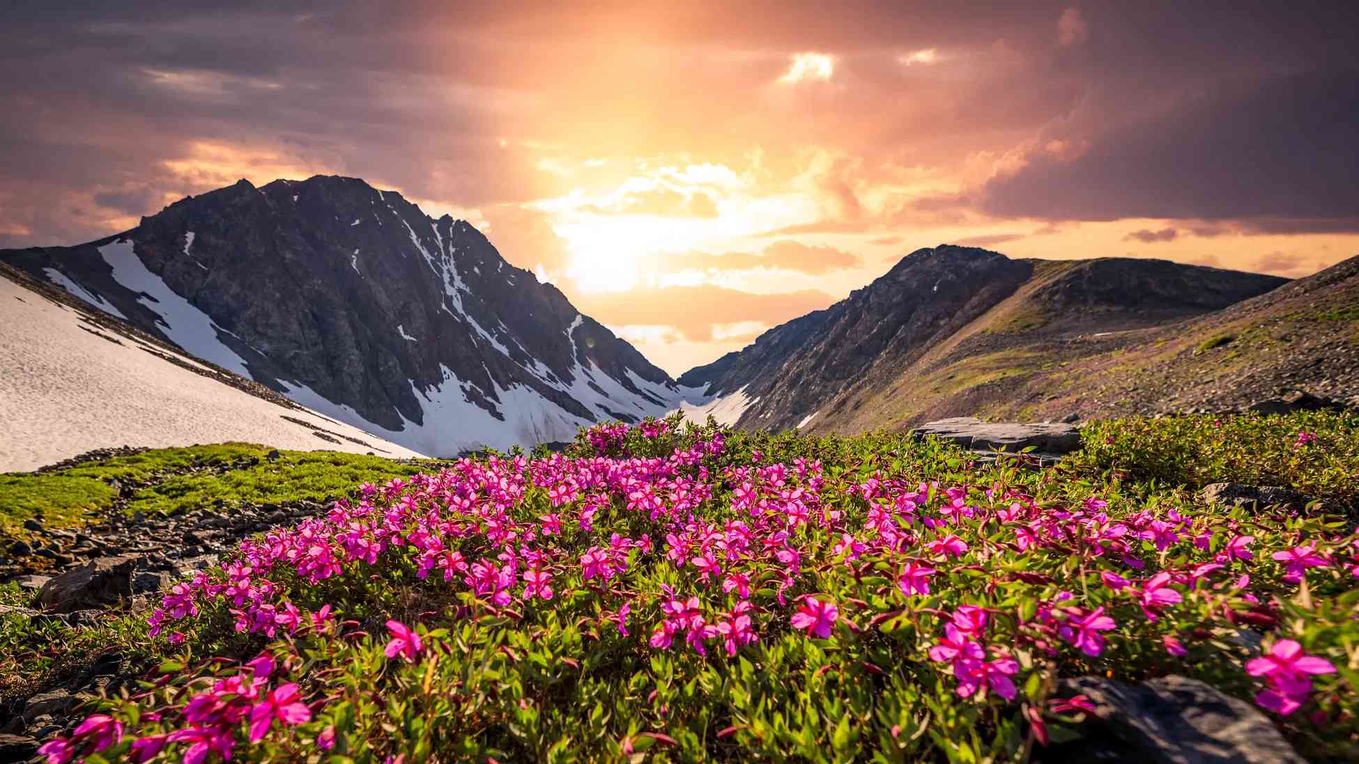 Valley of Flowers Yaatra Gaid 2025 Maansoon Mein Kya Dekhen, Kaise Pahunche?